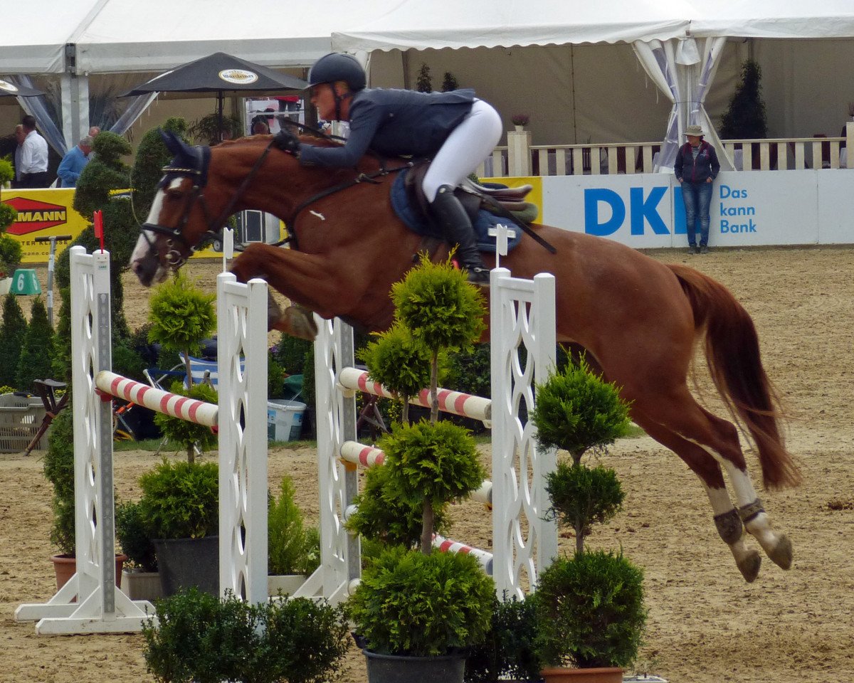 jumper Balouna F (Oldenburg show jumper, 2012, from Balou du Rouet)