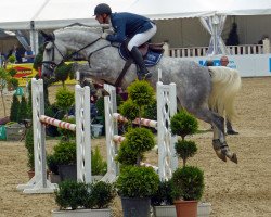 broodmare Chi Chi 8 (Holsteiner, 2012, from Calido I)