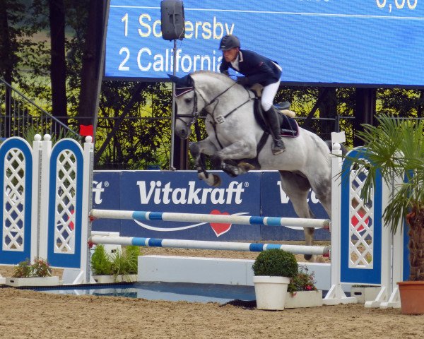 stallion Count Hunter (Holsteiner, 2012, from Crusander)