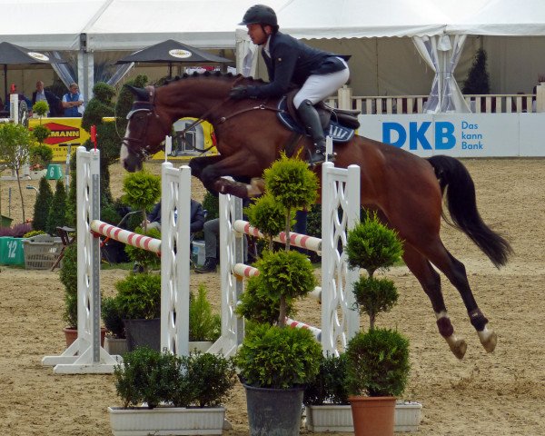 jumper Casino Gold (Oldenburg show jumper, 2012, from Casino Berlin OLD)