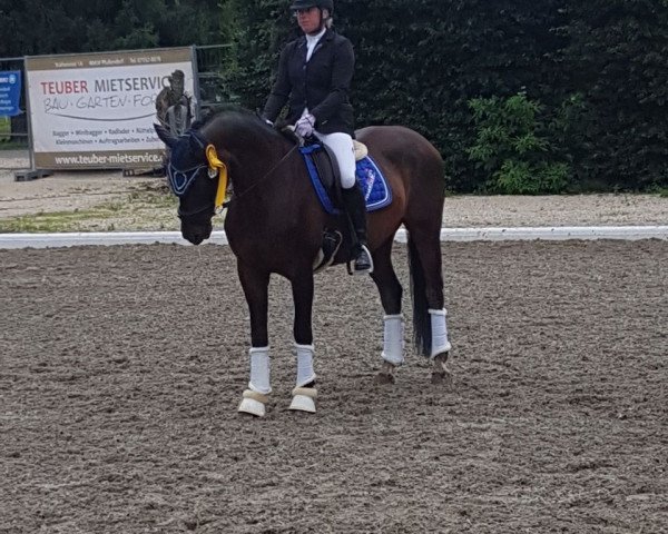 dressage horse Grease JB (Württemberger, 2007, from Glorieux) dressage horse Grease JB (Württemberger, 2007, from Glorieux)