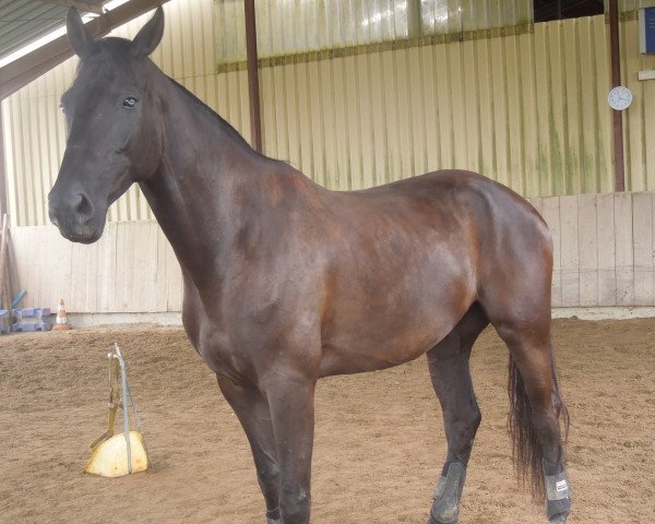 horse Caspian (Swedish Warmblood, 2010, from Christ)
