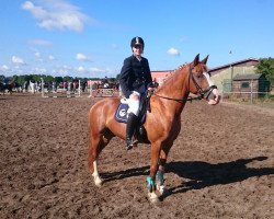 jumper Barneby 24 (German Riding Pony, 2010, from Llaun Bonheddwr)