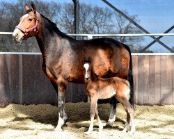 horse Donna Pilota (Westphalian, 2017, from Dominator 2000 Z)
