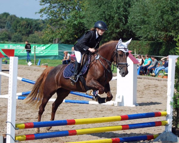 dressage horse Carabine Shiloh (Pony without race description, 2007)