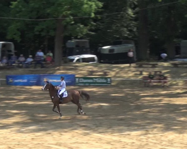 Reitturnier CSN Calvörde 2018