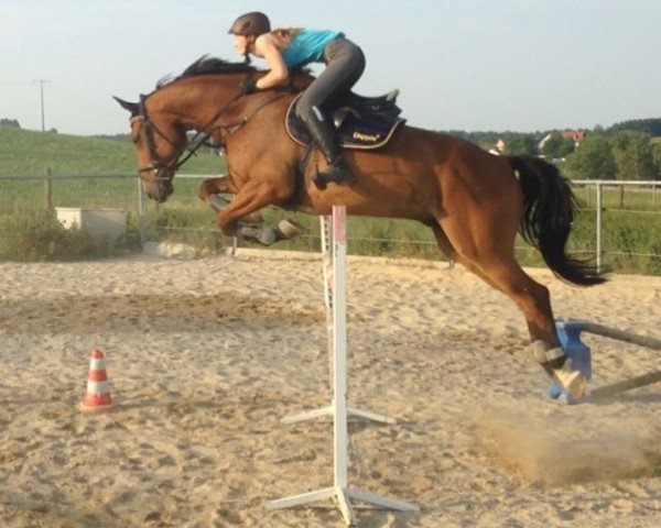 jumper Benjamin Franklyn (Württemberger, 2007, from Baloubino B)