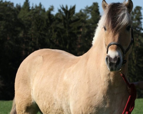 horse Juri 81 (Fjord Horse, 2005, from Jarn)