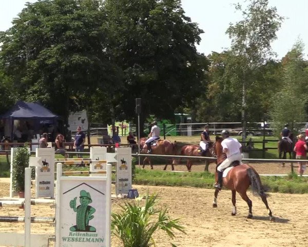 Reitturnier Herbern 2018