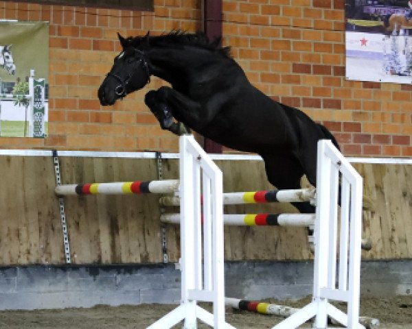 horse Extra (Belgium Sporthorse, 2013, from Emerald van 't Ruytershof)