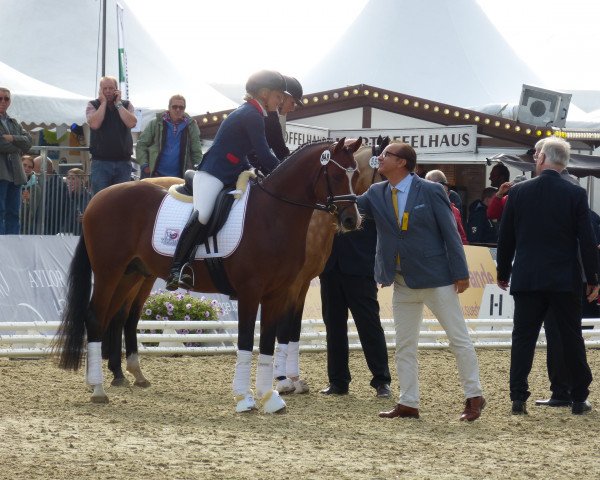 stallion Steendieks Dschingis Khan (German Riding Pony, 2014, from Steendieks Morgensterns Dalai)