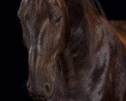 dressage horse Kraftprotz (Polish Warmblood, 2007, from Regres)