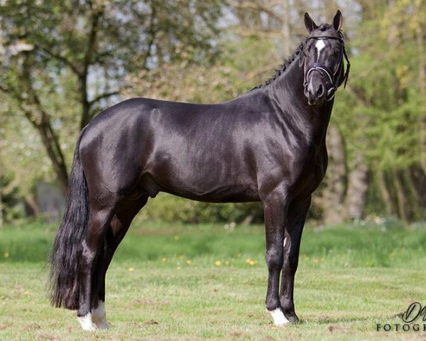 stallion De Goede Ree's Alwin (Nederlands Welsh Ridepony, 2011, from Klein Roderijs Cocktail)