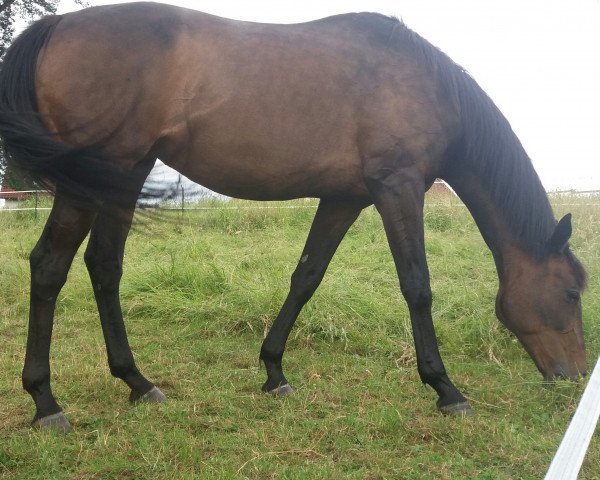 broodmare Mariquita (Thoroughbred, 2006, from Red Ransom xx)