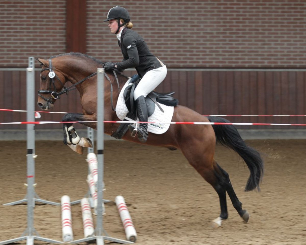 Deckhengst Jonkers' Jayden (Nederlands Welsh Ridepony, 2012, von Valerio)
