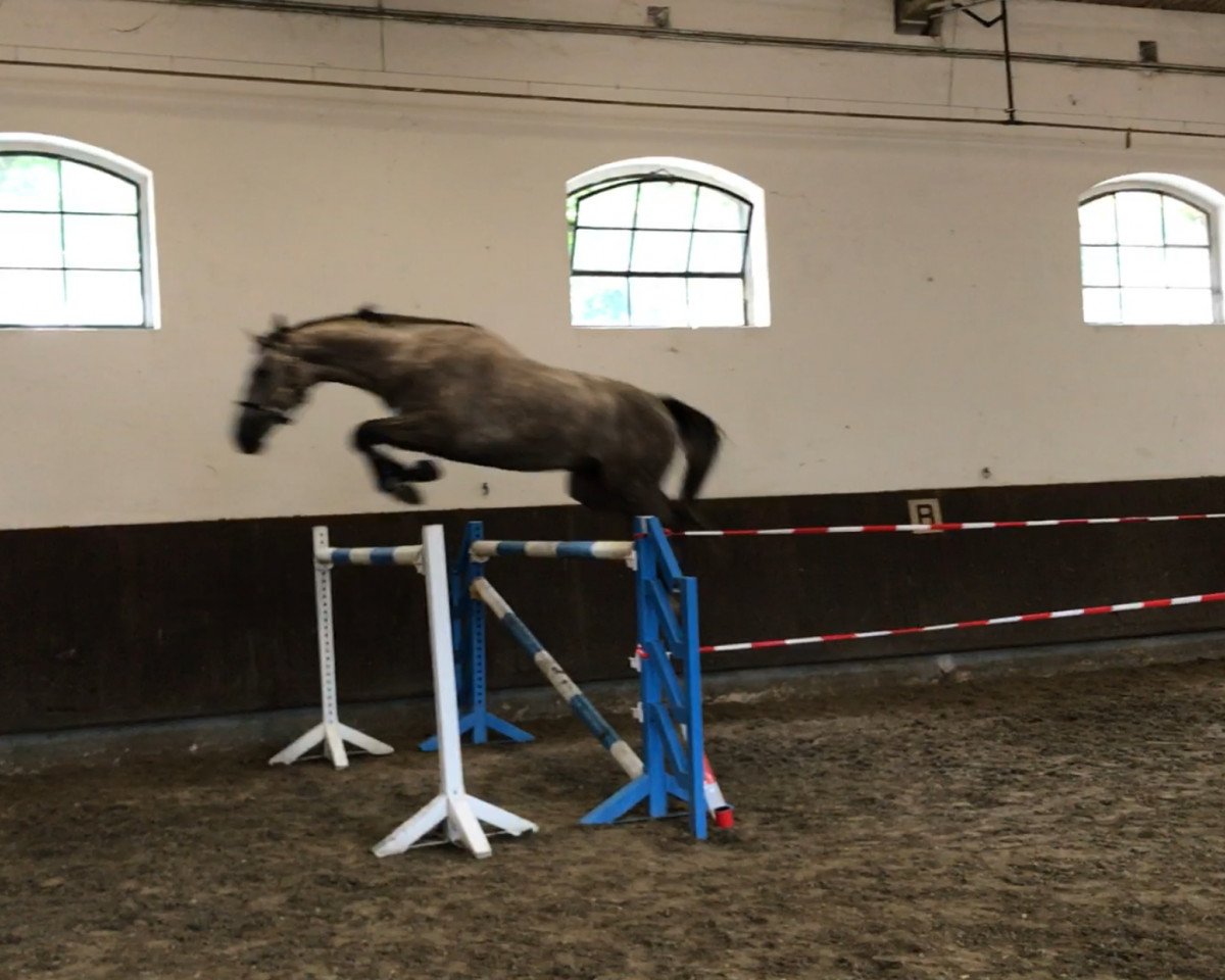 horse Quidam's Vincenzo von Velen (Hanoverian,  , from Quidam de Revel)