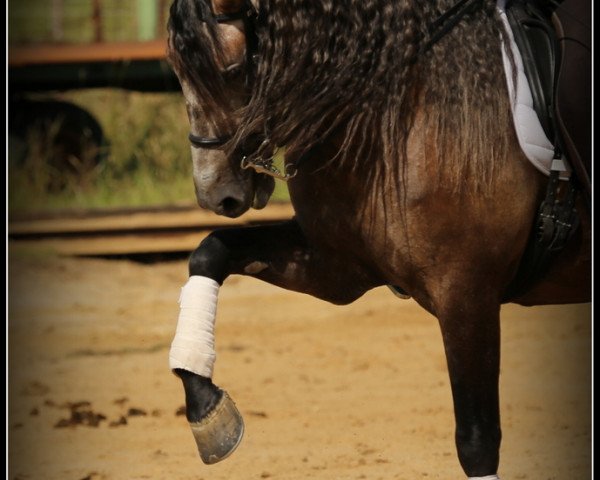 horse Lacayo (Pura Raza Espanola (PRE), 2008)