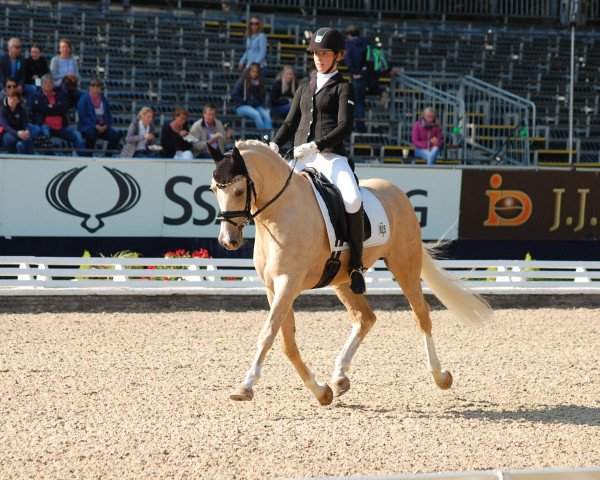 Deckhengst Steendiek's Corlandos (Deutsches Reitpony, 2011, von FS Chambertin) Deckhengst Steendiek's Corlandos (Deutsches Reitpony, 2011, von FS Chambertin)