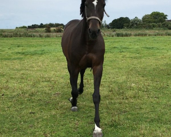 broodmare Pira IV (Holsteiner, 2000, from Calido I)