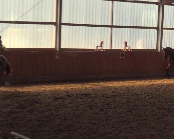 Reitturnier Herbern 2018