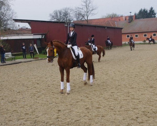Dressurpferd Sir Fox 2 (Oldenburger, 2008, von Swarovski)