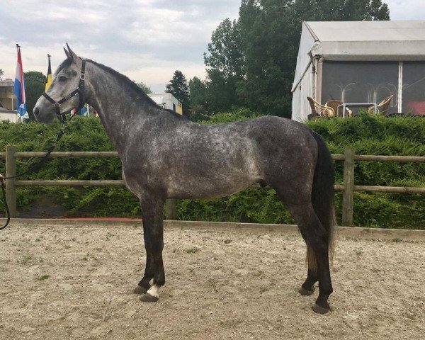 Pferd Menturio (Belgisches Warmblut,  , von Centurio 22)