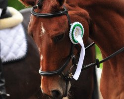 jumper Bobby 497 (Hanoverian, 2011, from Bonaventura 3)