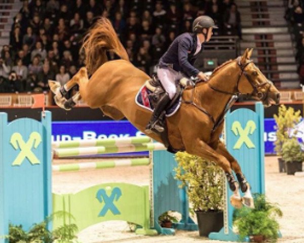 Springpferd Jericho (Belgisches Warmblut, 2009, von Nabab de Rêve)
