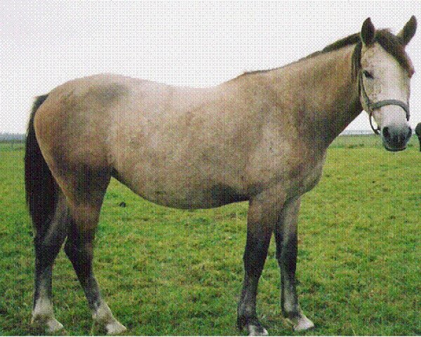 broodmare Eikenhorst's Marjolein (New Forest Pony, 2001, from Ralph)