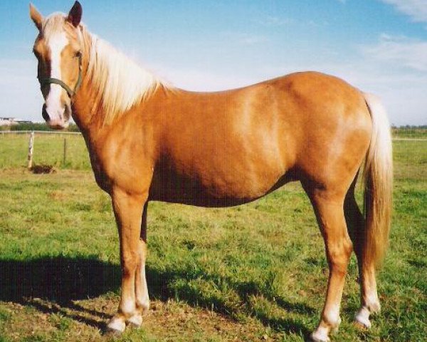 broodmare Sulaatik's Golden Empres (New Forest Pony, 1997, from Duke's Forest Oberon)