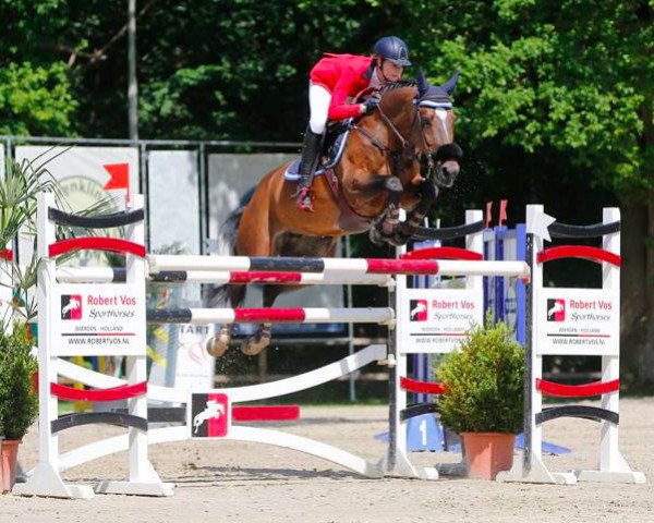 broodmare Energie des Trois Bouleaux (Belgian Warmblood, 2004, from Toulon)