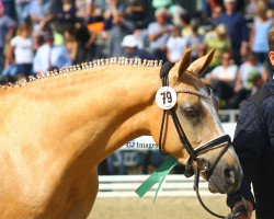 dressage horse Combardo S (German Riding Pony, 2014, from Fs Calimero)