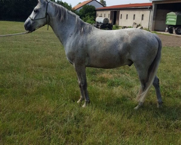 horse Don Soley (German Riding Pony, 2012, from Dressman)