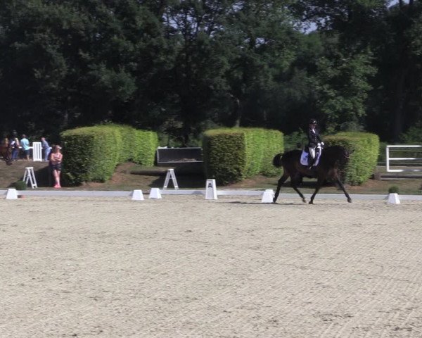 Reitturnier Münster-Handorf 2018