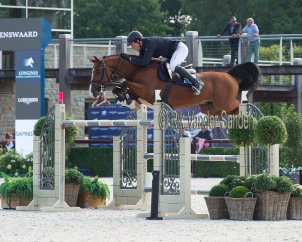 jumper Deluxe Ilton (Belgian Warmblood, 2008, from Cooper van de Heffinck)