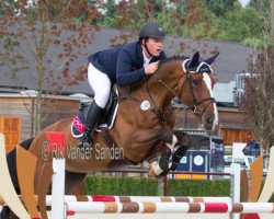 jumper Insolite v't Molenvondel (Belgian Warmblood, 2008, from Toulon)