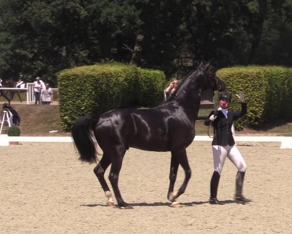 Reitturnier Münster-Handorf 2018