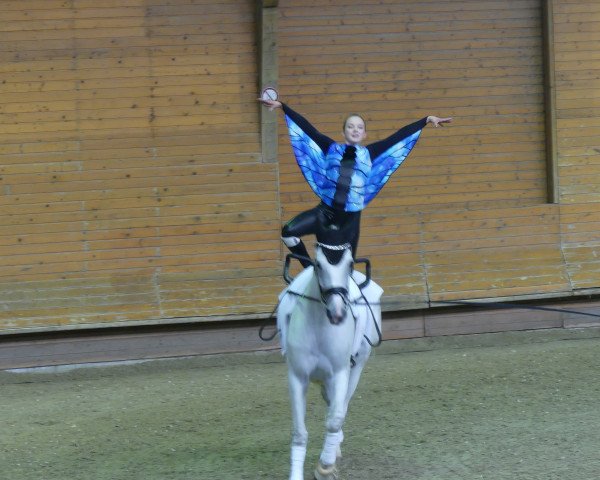 Dressurpferd Philai (Westfale, 2008, von Priano)