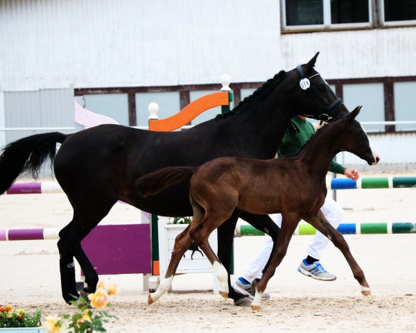 Springpferd Usario (Trakehner, 2017, von Hirtentanz 2)