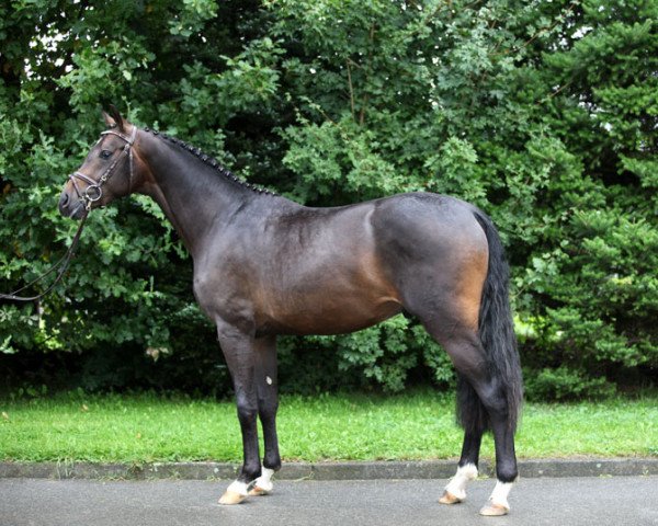horse Rabano Mauro (Oldenburg, 2013, from Rubinstein I) horse Rabano Mauro (Oldenburg, 2013, from Rubinstein I)
