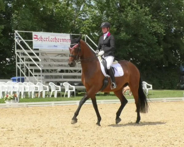 Reitturnier Nördlingen 2018