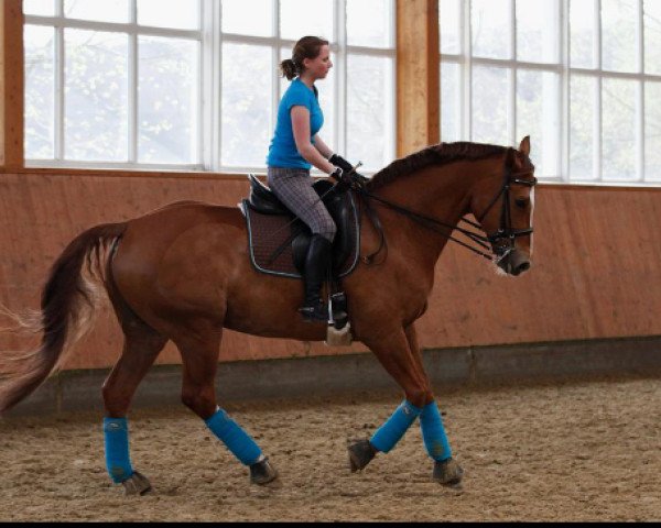 dressage horse Right on Time 4 (Bavarian, 2001, from Rosso di Sera) dressage horse Right on Time 4 (Bavarian, 2001, from Rosso di Sera)