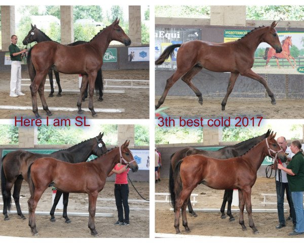 Stallion Here I am SL (Czech Warmblood, 2017, from Heartvit ZH)