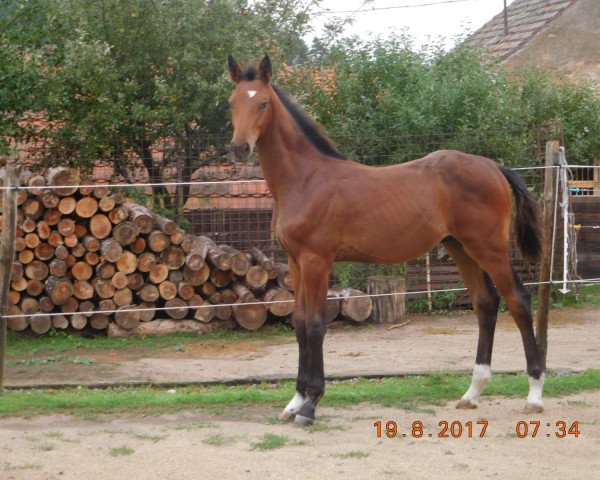 Pferd Goliat SL (Tschechisches Warmblut, 2017, von Go-On T.s.) Pferd Goliat SL (Tschechisches Warmblut, 2017, von Go-On T.s.)