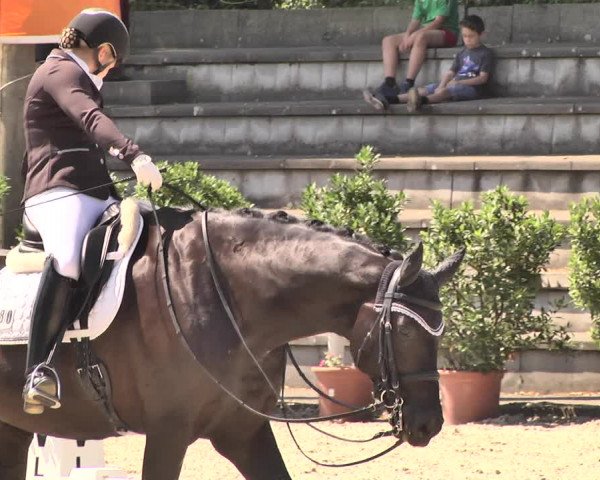 Reitturnier Waiblingen 2018