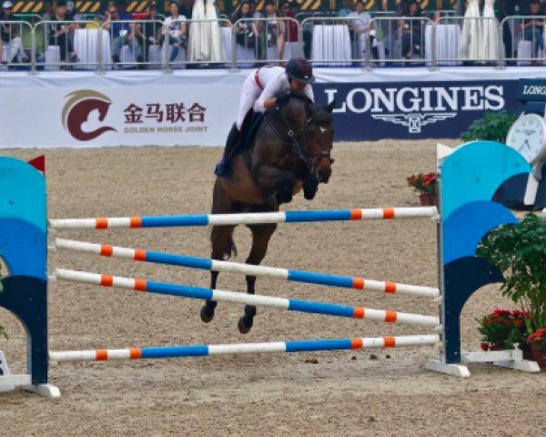 jumper Carmello (Holsteiner, 2004, from Corrado I)