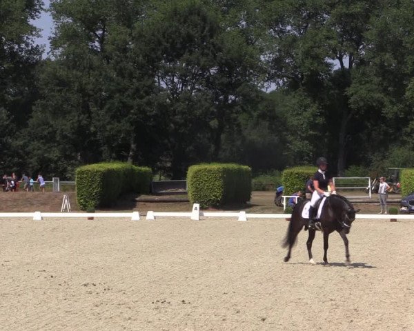 Reitturnier Münster-Handorf 2018