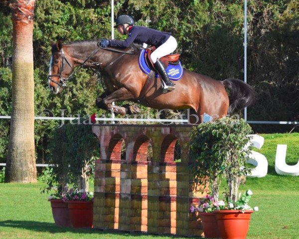 broodmare Temple Marple (anglo european sporthorse, 2006, from Tauber van het Kapelhof)