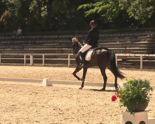 Reitturnier Waiblingen 2018