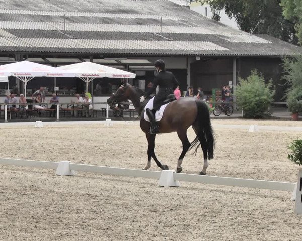 Reitturnier Waiblingen 2018